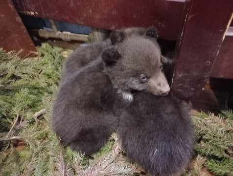 Трех медвежат-сирот спасают в Калужской области