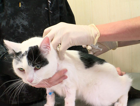 Выездная вакцинация домашних животных от бешенства заработала в регионе