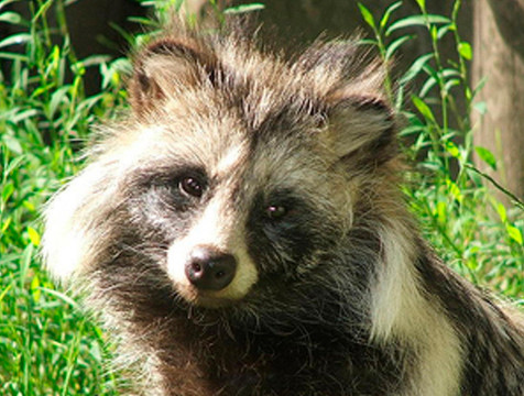 Число заразных болезней животных сократилось до минимума в Калужской области