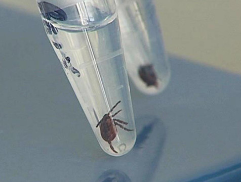 За неделю в Калужской области с людей сняли 5 зараженных клещей
