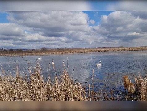 Редкие лебеди-шипуны поселились в Перемышльском районе