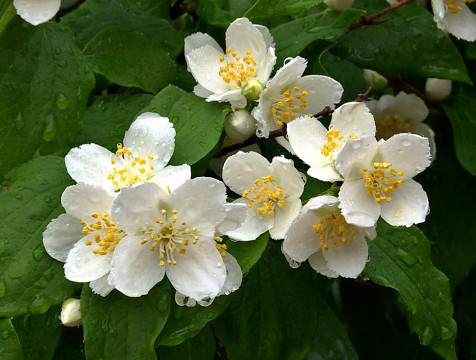 О ливне с грозой предупреждают калужан