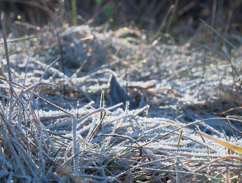 Майские заморозки продолжаются в Калужской области