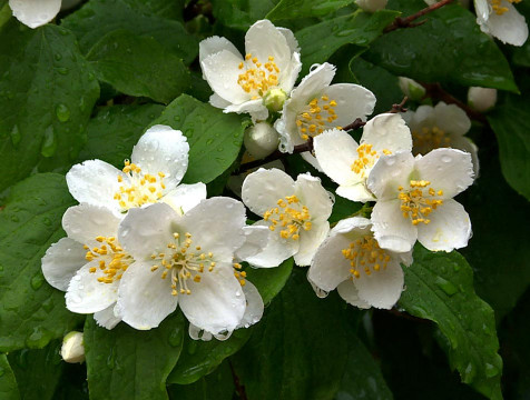 В Калужской области прогнозируют дожди и постепенное потепление