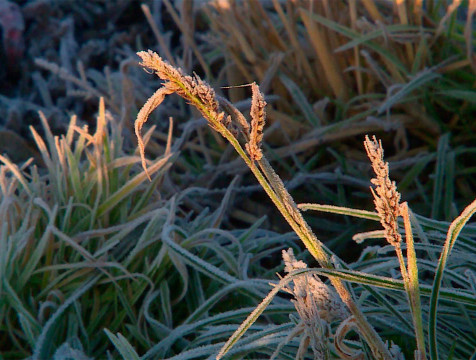 Заморозки вновь ожидаются в Калужской области