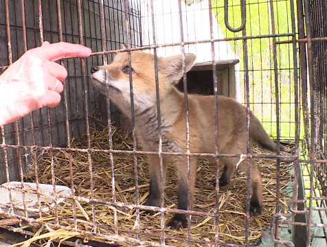 Жителей Калужской области просят не подбирать детенышей диких животных