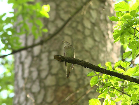 В Калужскую область вернулись почти все перелетные птицы