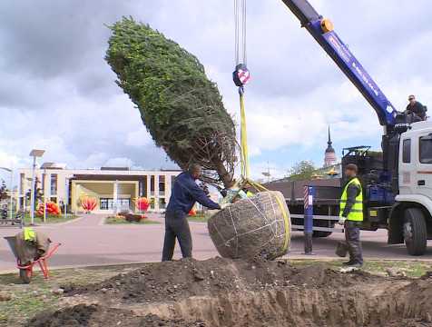 Новую большую ель посадили в сквере калужского ТЮЗа
