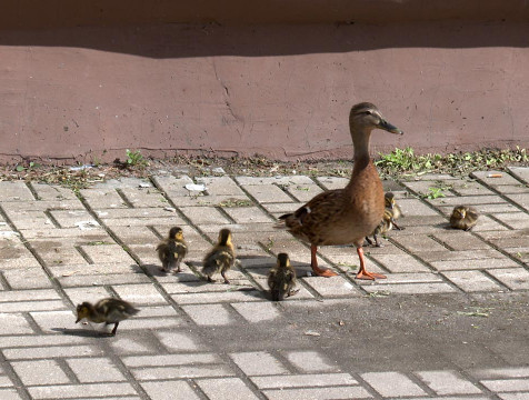 На улице Ленина в Калуге разгуливает утка с выводком