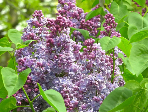 Международный день сирени отмечают 18 мая