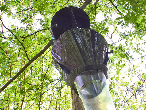 Феромонные ловушки на жуков-вредителей развесили в калужских лесах