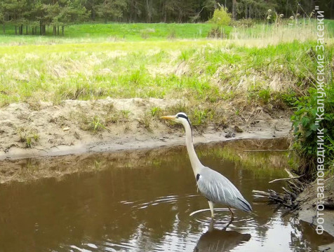 Серая цапля попала в объектив фотоловушки 
