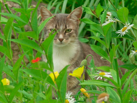 На ярмарку по пристройству бездомных животных приглашают Калужан