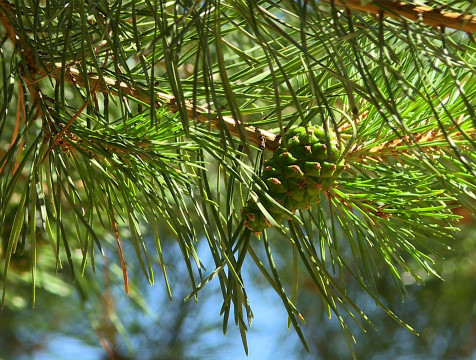 Высокий класс пожарной опасности продлён в Калужской области