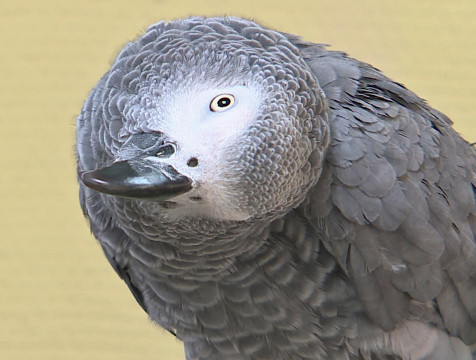 День попугаев отмечают во всём мире