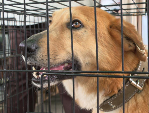 Ярмарка по пристройству бездомных животных проходит в Калуге