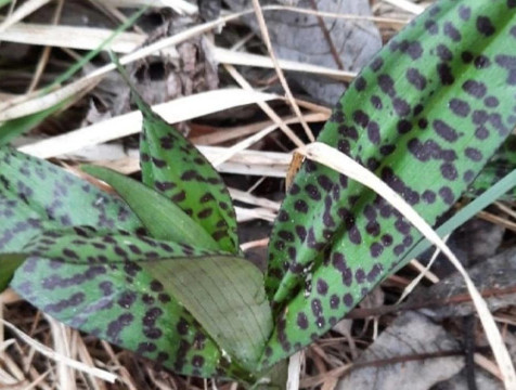 Краснокнижную орхидею обнаружили в Тарусском районе