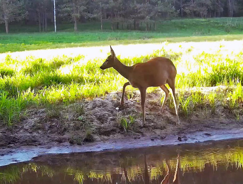 50 фотоловушек подглядывают за животными в 