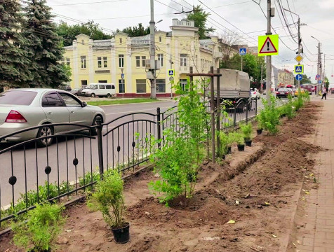 Клёны гиннала и кусты спиреи серой высаживают на улице Ленина в Калуге