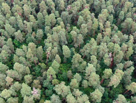 Посещение лесов ограничено в Калужской области до 15 июня