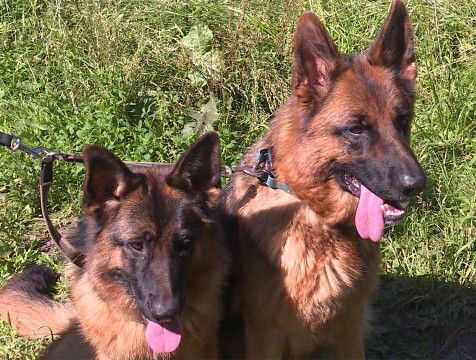 Калужанам рассказали, как обезопаситься от укусов животных