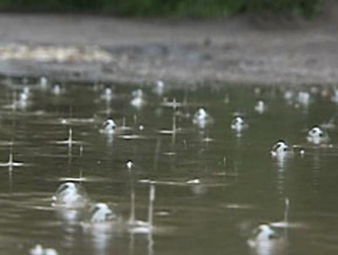 Местами по Калужской области прогремят грозы
