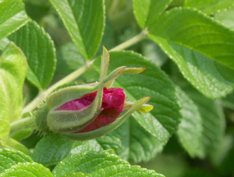 С началом рабочей недели аномальная жара в Калуге сменится прохладой