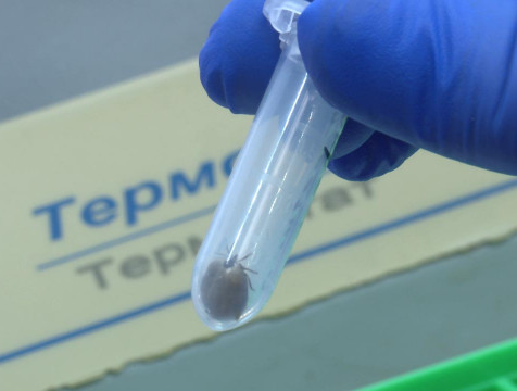 Более 180 человек за неделю пострадали от укусов клещей в Калужской области