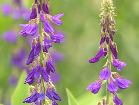 Калужан попросили не выращивать люпины