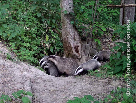Здоровое потомство барсуков зафиксировала фотоловушка 