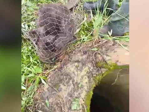 Бобра спасли из колодца в Дзержинском районе