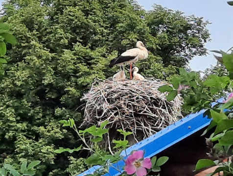 Птенцов краснокнижных аистов заметили в Калужской области