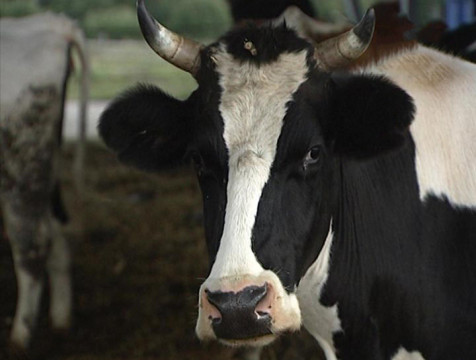 Калужская область первая в ЦФО по суточной продуктивности молочного животноводства