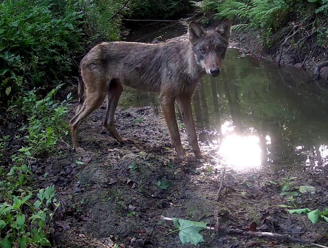 Молодой волк заповедника 
