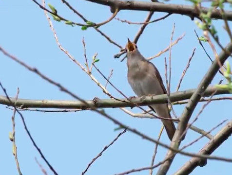 Калужская область — лидер по количеству подсчитанных в России соловьев