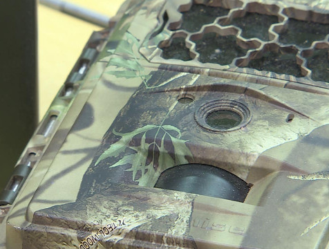 Более ста фотоловушек наблюдают за дикими животными в нацпарке 