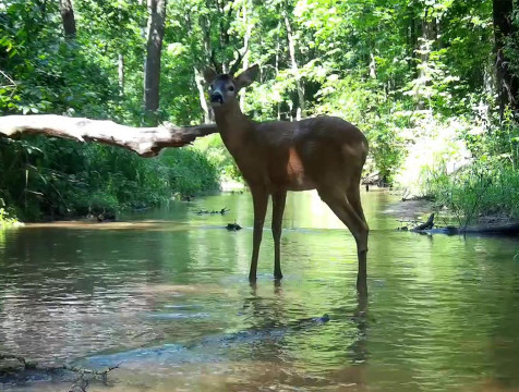 Заповедник 