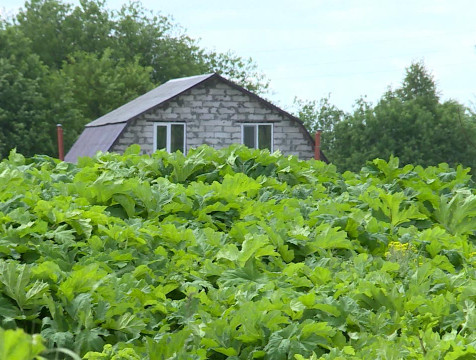 Интерактивная карта распространения борщевика продолжает пополняться
