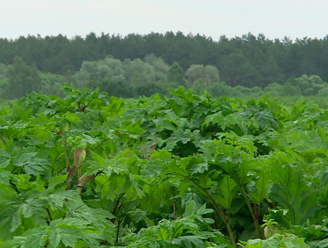 В Калужской области продолжается борьба с борщевиком Сосновского