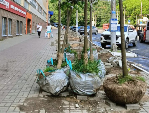 На улице Гагарина в Калуге начинают посадку 15 лип