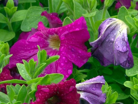 Ливни и грозы ожидаются в середине недели в Калужской области