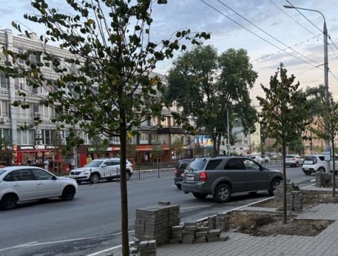 Калужанам рассказали о причинах пожелтевших листьев на высаженных деревьях