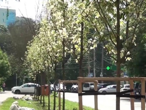 Новые деревья высадили на улице Большевиков в Калуге
