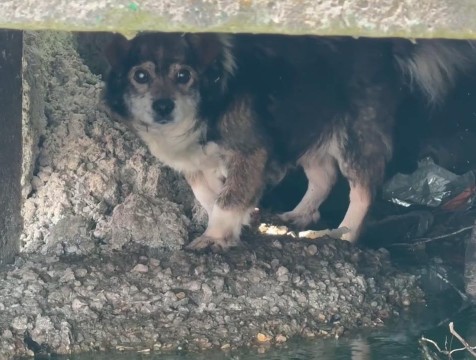 В Людинове во время работ на набережной под плитами обнаружили собаку