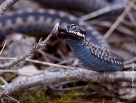 В этом сезоне змеи кусают калужан реже, чем в прошлом