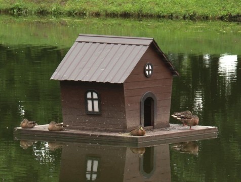 Калужан предостерегают от купания в водоемах с утками