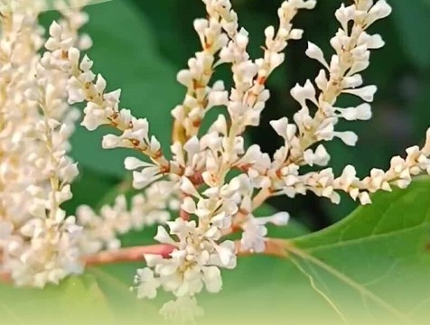 В Черную книгу Калужской области занесли рейнутрию японскую