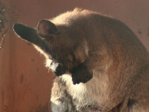 Резонансное дело о похищении калужских кенгурят направлено в суд