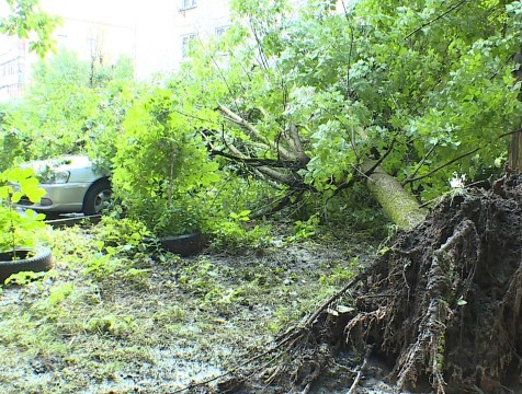 Последствия стихии или техническая ошибка: в Калуге на автомобиль упало дерево