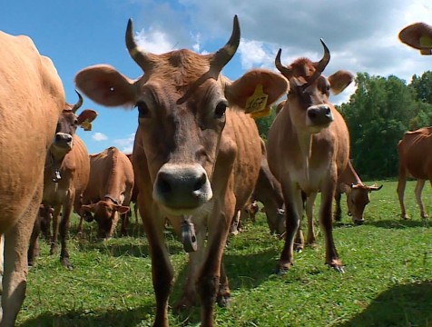 Карантин по лейкозу введен в Износковском районе